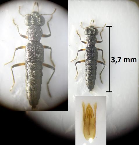 Réf. 221 779 : Stenus palustris